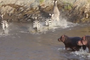 Muôn vàn kiếp nạn qua sông của ngựa vằn: Hết bị hà mã đuổi, đến bị cá sấu rình rập