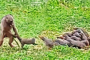 Màn chống trả quyết liệt của cầy mangut trước sự tấn công "như vũ bão" của khỉ đầu chó