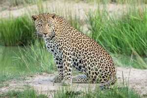 Báo hoa mai ngậm ngùi rút lui khi nhìn thấy nhà vua tại bữa đại tiệc buffet