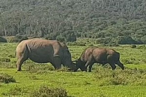 Trận chiến "long trời lở đất" giữa tê giác và trâu rừng châu Phi