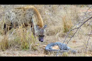 "Cứng" như trăn đá, nhất quyết không để mất con mồi vào nanh vuốt của đàn linh cẩu