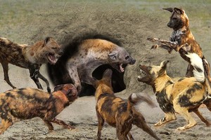 Linh cẩu kêu la thảm thiết khi lọt vào trận địa phục kích của đàn chó hoang