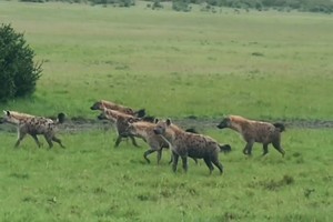 Khi hai "băng đảng" linh cẩu xung đột