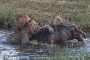 Khi hà mã bị bao vây bởi một đàn sư tử