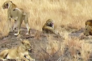 Lạc giữa bầy sư tử, báo hoa mai sợ đến nỗi thực hiện những hành động "ngốc nghếch"