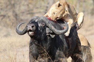 Chuyến đi săn hơn một giờ đồng hồ của Vua sư tử