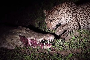 Vì miếng ăn, báo hoa mai liều lĩnh, bất chấp hiểm nguy