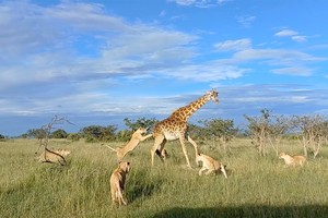 Trận "huyết chiến" giữa hươu cao cổ và đàn sư tử khôn khéo