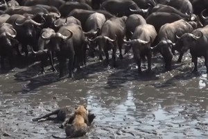 Chuyến đi săn "trắc trở" của đàn sư tử 30 thành viên