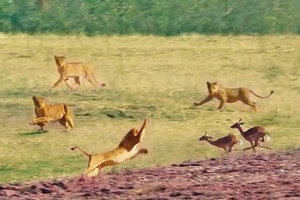 Nỗ lực nhảy qua đầu 7 con sư tử của linh dương impala