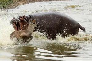 Cảm thấy bị xâm phạm lãnh thổ, hà mã tấn công linh dương