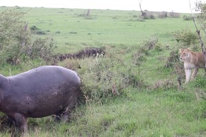 Màn đáp trả, bảo vệ lãnh thổ "thô kệch" của hà mã trước sự đe dọa của đàn sư tử