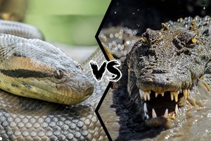 Cuộc chiến sinh tồn khốc liệt giữa "ông vua đầm lầy" và loài rắn nguy hiểm nhất châu Phi