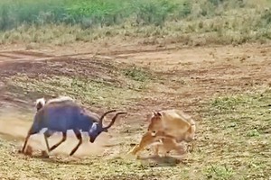 Linh dương dũng cảm đối đầu với cả cá sấu và sư tử 