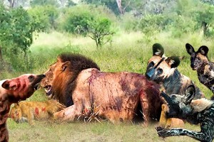 Nỗ lực giải cứu "người anh em" của đàn chó hoang khỏi sức mạnh hủy diệt của Vua sư tử