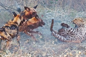 Màn trả thù báo hoa mai khốc liệt của đàn chó hoang châu Phi