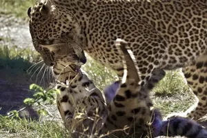 Màn săn mồi khó tin của báo hoa mai