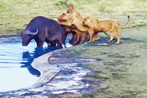 Nỗ lực thoát thân bất thành của trâu rừng trước bầy sư tử