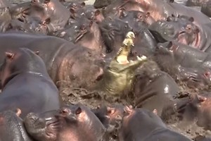 Hà mã "làm gỏi" cá sấu