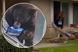 Gấu xám liên tục đột nhập vào nhà dân và nguyên nhân khiến ai cũng phải "ngã ngửa"