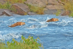 Pha vượt sông đầy kịch tính của Vua sư tử