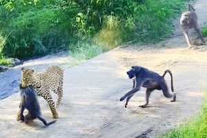 Kế hoạch hoàn hảo của báo hoa mai và màn chống trả quyết liệt của khỉ đầu chó