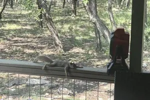 Thời tiết quá oi bức, sóc nhỏ tuyệt vọng phải tìm đến nhà dân để "hưởng ké" quạt mát và cái kết mỹ mãn