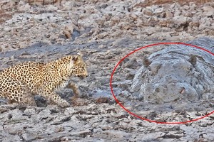 Đang đi săn báo hoa mai bất ngờ chạm trán "quái thú" trong vũng bùn