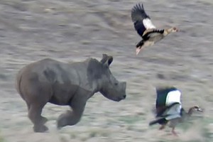 Ai ngờ những chiến binh tê giác lại có ngày đi "đuổi chim, bắt bướm"