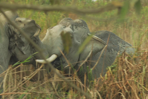 Màn "kéo co" kinh hoàng giữa hai con voi khổng lồ