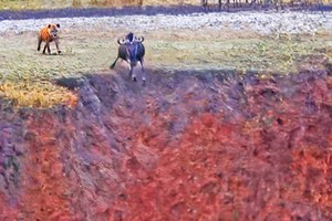 Linh dương đầu bò phi thân xuống vực thoát thân trước nanh vuốt của con linh cẩu đói khát