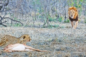 Nỗi đau của báo săn: Bắt buộc phải bỏ con mồi vì gặp phải "khắc tinh"