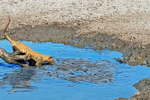 Màn trình diễn "mukbang" độc đáo của báo hoa mai