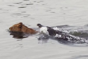 Tử chiến trên sông Sabie: Khi chúa tể đồng cỏ gặp hung thần sông nước