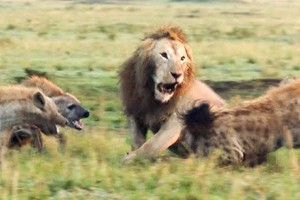 Cái bẫy "nham hiểm" nhắm tới Vua sư tử của bầy linh cẩu gian xảo