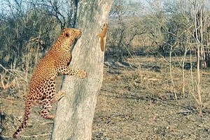 Sóc nhỏ ranh mãnh biến báo đốm thành "một trò cười" 