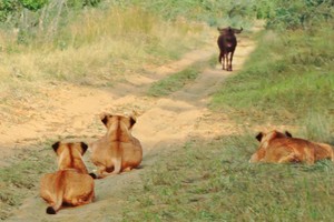 Nghệ thuật săn mồi của sư tử: Chỉ cần ngồi im và đợi con mồi tự tìm đến nộp mạng