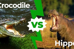 Hà mã đối đầu cá sấu khổng lồ để cứu con