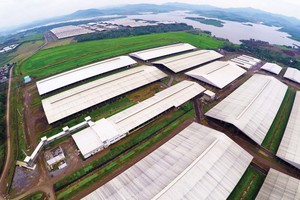 Toàn cảnh Cụm trang trại chăn nuôi bò sữa tập trung ứng dụng công nghệ cao lớn nhất châu Á