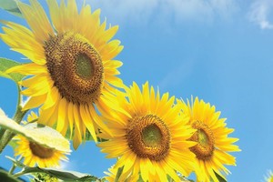 Phát triển bền vững là yêu cầu xuyên suốt của quá trình phát triển đất nước (*)