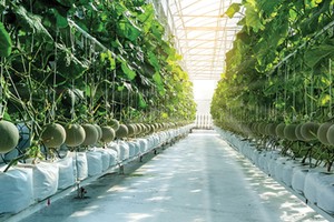 Vinaseed, mạch sống lan tỏa năng lượng vô hạn