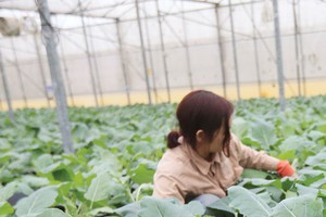 Xuất khẩu rau quả: Kỳ vọng nối dài kỳ tích