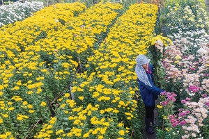Hoa nở bên đời