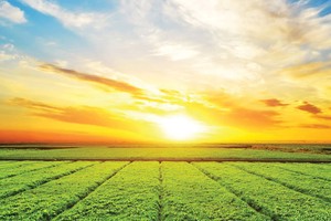 Các kịch bản biến đổi khí hậu sẽ đóng vai trò chính trong chiến lược đầu tư của các nhà đầu tư trên toàn cầu.