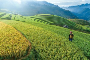 Chính sách tín dụng ưu tiên “phủ sóng” địa bàn nông thôn, miền núi