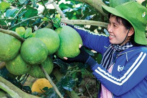 Mọi người dân đều được tiếp cận với dịch vụ tài chính và an sinh xã hội là mục tiêu của tài chính toàn diện