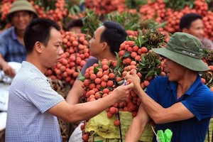 Thương lái Trung Quốc thể hiện độ “quái” ở đất vải Lục Ngạn