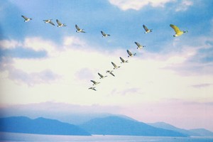 Thách thức của những “cánh chim” đầu đàn