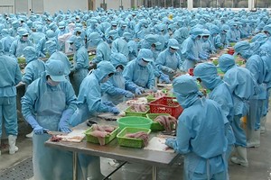 IDI lợi nhuận khủng từ xuất khẩu cá tra