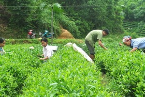 Theo phương án này, Công ty TNHH MTV Chè Phú Lương sẽ được cho giải thể (Ảnh minh họa)